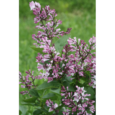 Syringa Baby Kim