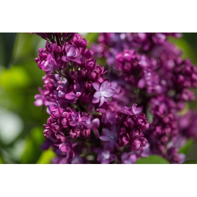 Syringa Virtual Violets Lilac