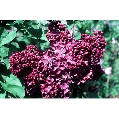 Syringa vulgaris 'Agincourt Beauty'