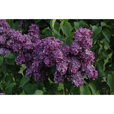 Syringa vulgaris Yankee Doodle