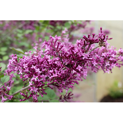 Syringa x - Bloomerang® Dark Purple Reblooming Lilac