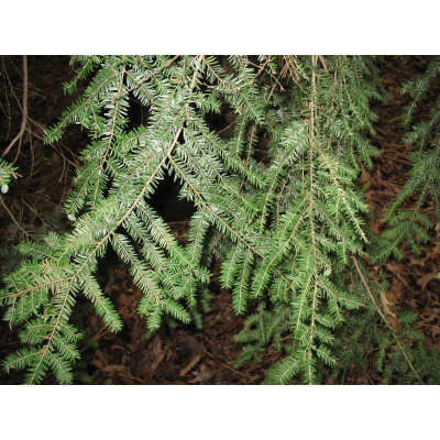 Tsuga canadensis Canadian Hemlock