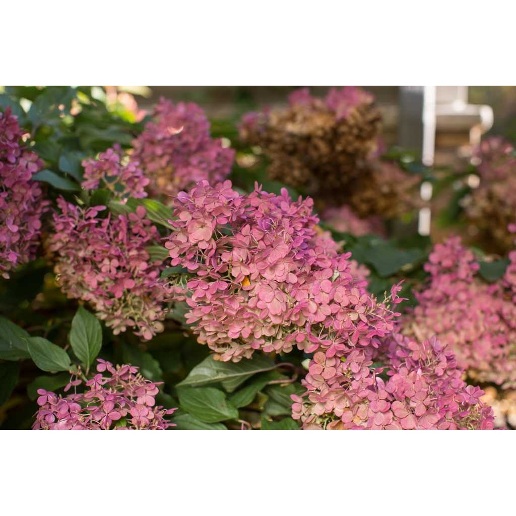 Vanilla Strawberry Hydrangea - Salzsieder Nursery