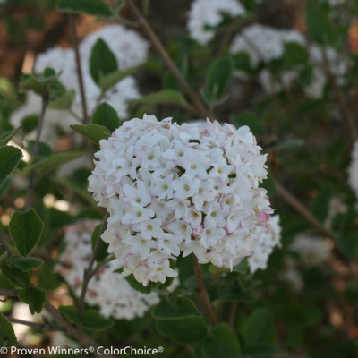 Viburnum Spice Baby