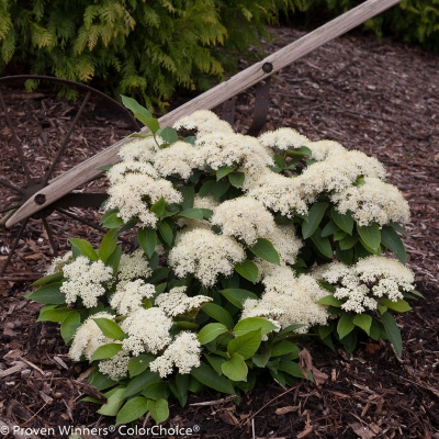 Viburnum cassinoides Lil' Ditty® Witherod Viburnum