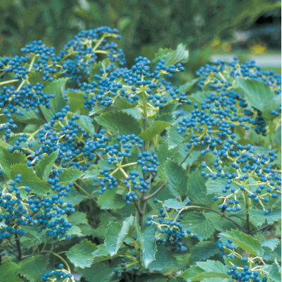 Viburnum dentatum Blue Muffin® Arrowwood Viburnum