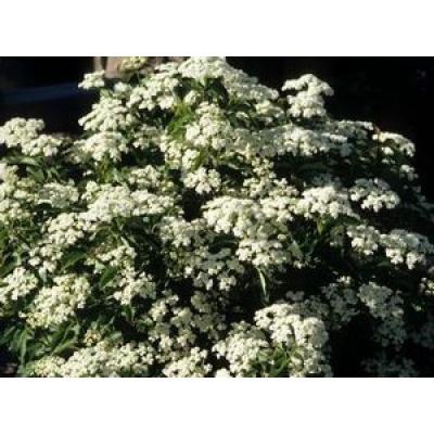 Viburnum dentatum 'KLMseventeen' LITTLE JOE