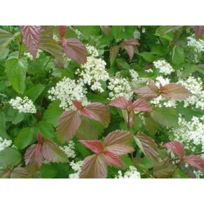Viburnum dentatum 'Red Feather®'
