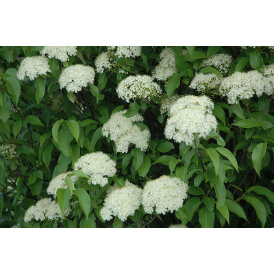 Viburnum lentago