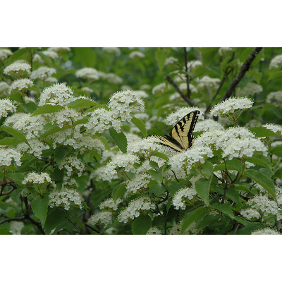 Viburnum rafinesquianum (Downy Arrrowwood)