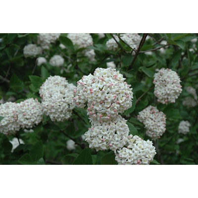 Viburnum × juddii