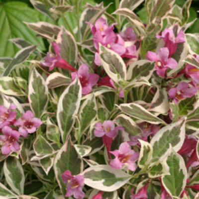 Weigela My Monet