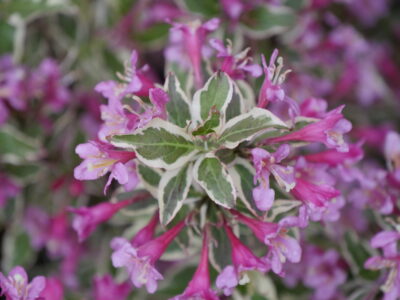 Weigela My Monet Purple Effects