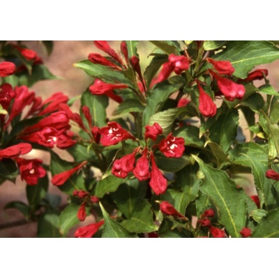 Weigela 'Red Prince'