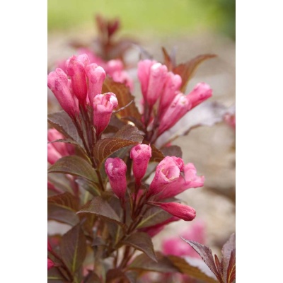 Weigela Shining Sensation