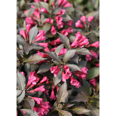 Weigela florida Spilled Wine®