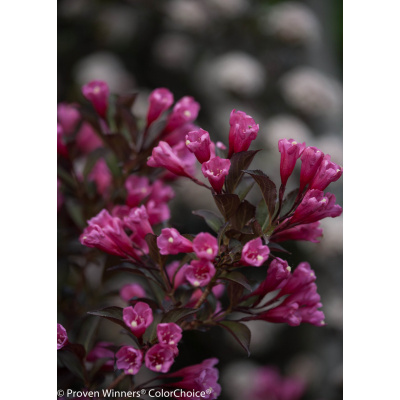 Weigela florida Wine & Roses®