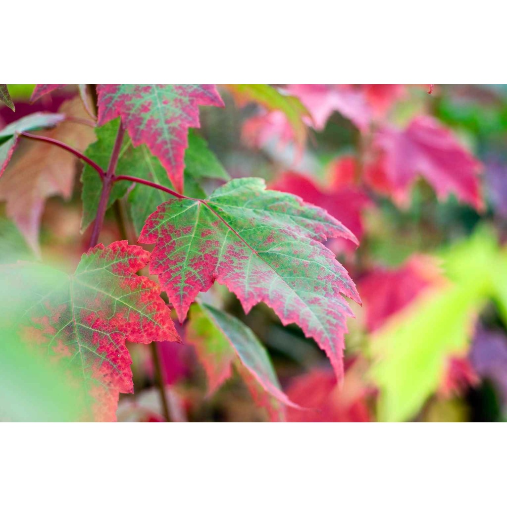 Trees - Salzsieder Nursery