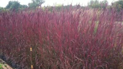 ANDROPOGON GERARDII DANCING WIND ANDROPOGON GERARDII DANCING WIND