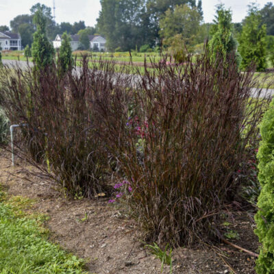 Andropogon gerardii ‘Blackhawks’ Andropogon gerardii 'Blackhawks'