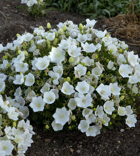 Campanula carpatica Rapido white