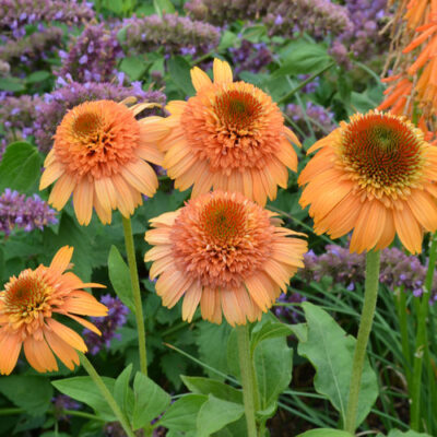 Echinacea purpurea Supreme™ Cantaloupe