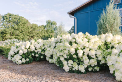Little Hottie® Panicle Hydrangea