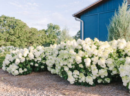 Little Hottie® Panicle Hydrangea