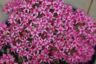 Sedum Peace and Joy