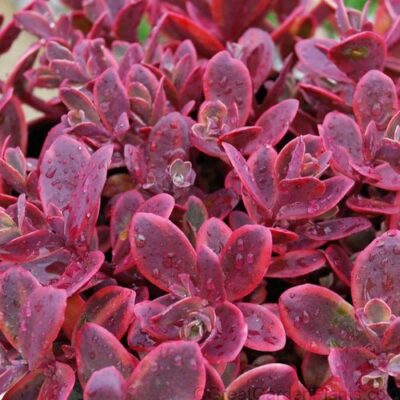 Sedum SUNSPARKLER® ‘Wildfire’ Sedum SUNSPARKLER® ‘Wildfire’