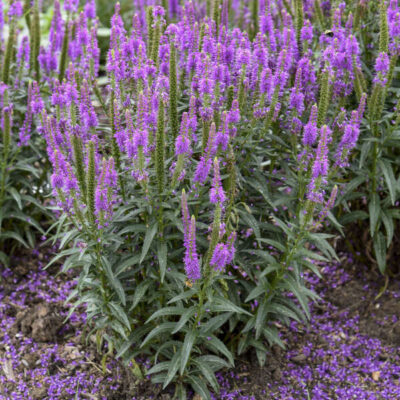 Veronica 'Purple Leia'