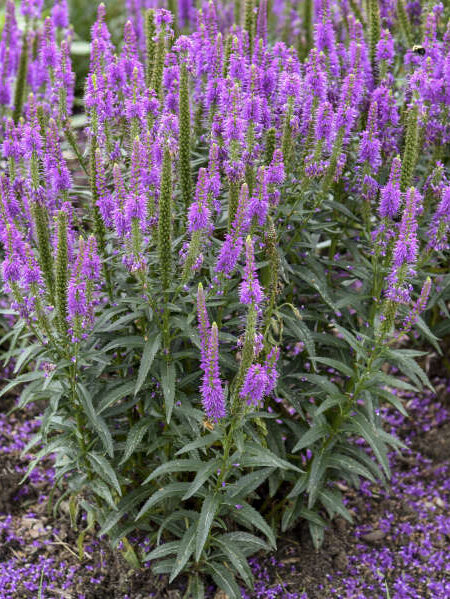 Veronica 'Purple Leia'