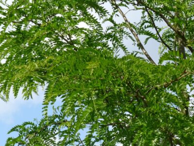 Honeylocust Northern Acclaim