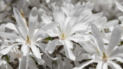 Magnolia royal star