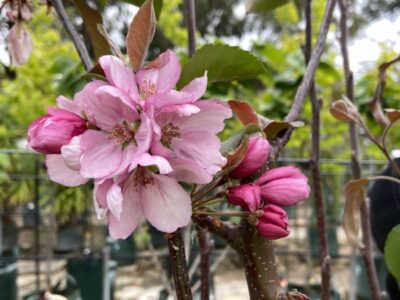 Malus Rejoice