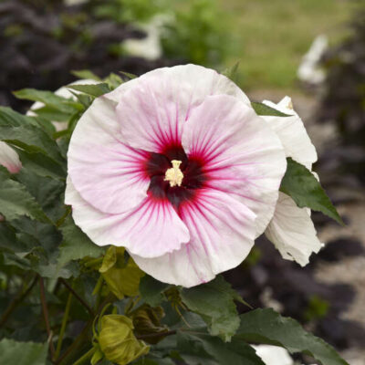 Angel Eyes Hardy Hibiscus