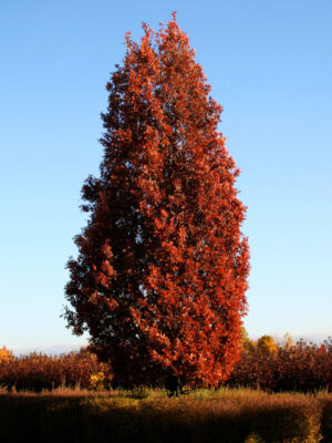 CRIMSON SPIRE™ oak