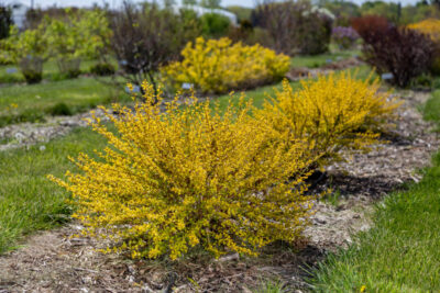 Lucky Devil® Ninebark Lucky Devil® Ninebark