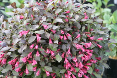 Midnight Wine Shine®Weigela florida