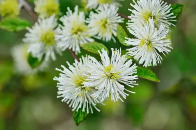 Mount Airy Fothergilla Mount Airy Fothergilla