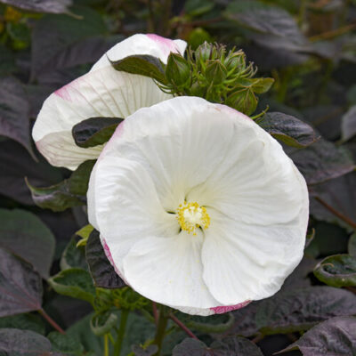 Summerific® 'Cookies and Cream' Rose Mallow Hibiscus hybrid
