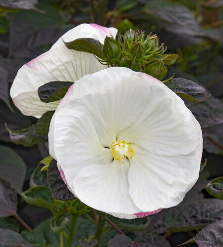 Summerific® 'Cookies and Cream' Rose Mallow Hibiscus hybrid