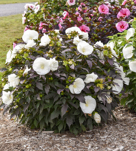 Summerific® 'Cookies and Cream' Rose Mallow Hibiscus hybrid - Image 3