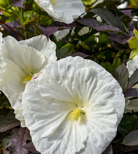 Summerific® 'Cookies and Cream' Rose Mallow Hibiscus hybrid - Image 2