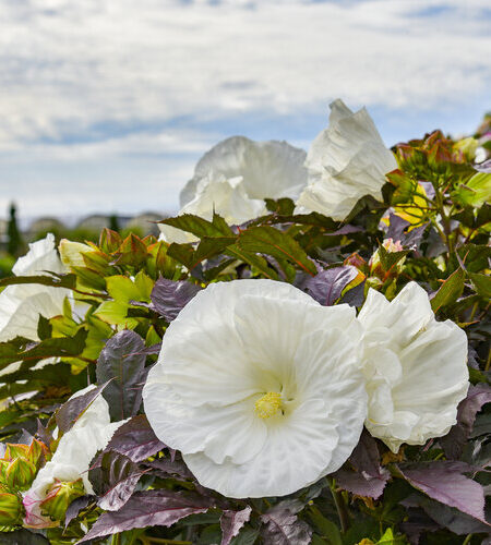 Summerific® 'Cookies and Cream' Rose Mallow Hibiscus hybrid - Image 5