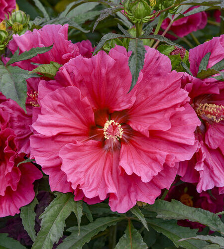 'Watermelon Ruffles' Rose Mallow, Hardy Hibiscus Hibiscus hybrid