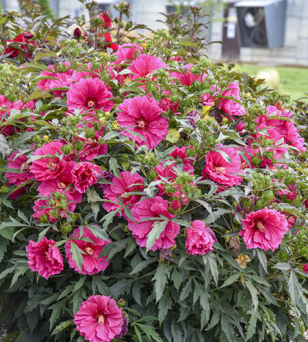'Watermelon Ruffles' Rose Mallow, Hardy Hibiscus Hibiscus hybrid - Image 3